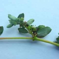 Euphorbia maculata at Canberra, ACT - 23 Jan 2017 10:40 AM