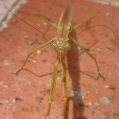 Tenodera australasiae (Purple-winged mantid) at City Renewal Authority Area - 23 Jan 2017 by JanetRussell