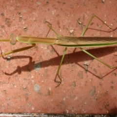 Tenodera australasiae at Canberra, ACT - 23 Jan 2017