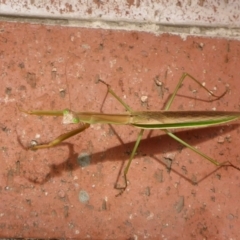 Tenodera australasiae at Canberra, ACT - 23 Jan 2017