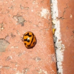 Coccinella transversalis (Transverse Ladybird) at Canberra, ACT - 23 Jan 2017 by JanetRussell