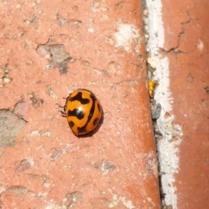 Coccinella transversalis at Canberra, ACT - 23 Jan 2017