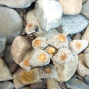 Coprinellus etc. at Reid, ACT - 25 Jan 2017 10:37 AM