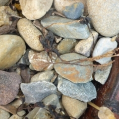 Coprinellus etc. at Reid, ACT - 25 Jan 2017 10:37 AM