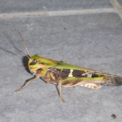 Gastrimargus musicus (Yellow-winged Locust or Grasshopper) at Reid, ACT - 13 Jan 2017 by JanetRussell