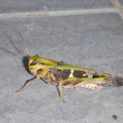 Gastrimargus musicus (Yellow-winged Locust or Grasshopper) at Reid, ACT - 14 Jan 2017 by JanetRussell