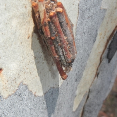 Clania lewinii & similar Casemoths (Parallel stick Case Moths) at Higgins, ACT - 28 Jan 2017 by AlisonMilton