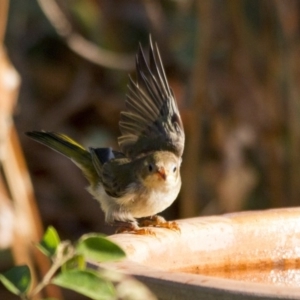 Melithreptus brevirostris at Higgins, ACT - 29 Jan 2017