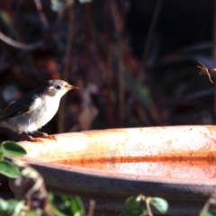 Melithreptus brevirostris at Higgins, ACT - 29 Jan 2017