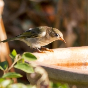 Melithreptus brevirostris at Higgins, ACT - 29 Jan 2017