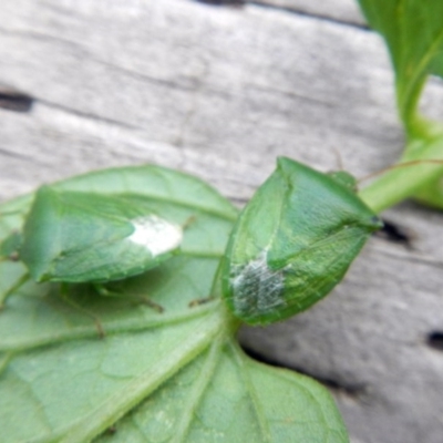 Nezara viridula (Green vegetable bug) at Higgins, ACT - 26 Jan 2017 by AlisonMilton