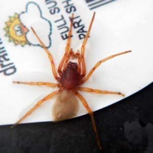 Dysdera crocata at Higgins, ACT - 23 Jan 2017 05:40 PM