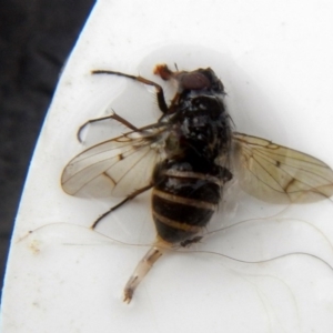 Helina sp. (genus) at Higgins, ACT - 23 Jan 2017 05:44 PM