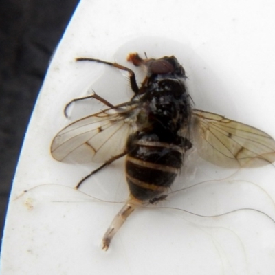Helina sp. (genus) (Muscid fly) at Higgins, ACT - 23 Jan 2017 by Alison Milton
