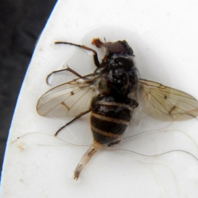 Helina sp. (genus) (Muscid fly) at Higgins, ACT - 23 Jan 2017 by AlisonMilton