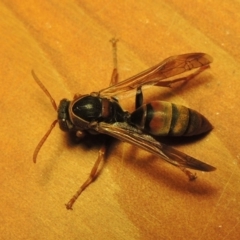 Polistes (Polistella) humilis (Common Paper Wasp) at Conder, ACT - 21 Mar 2016 by MichaelBedingfield