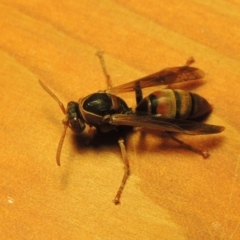 Polistes (Polistella) humilis at Conder, ACT - 21 Mar 2016