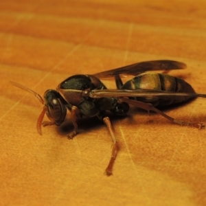 Polistes (Polistella) humilis at Conder, ACT - 21 Mar 2016