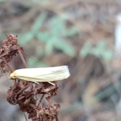 Telocharacta metachroa (A concealer moth) at Isaacs, ACT - 30 Jan 2017 by Mike