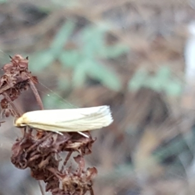 Telocharacta metachroa (A concealer moth) at Isaacs Ridge and Nearby - 29 Jan 2017 by Mike