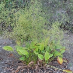 Alisma plantago-aquatica (Water Plantain) at Tharwa, ACT - 29 Jan 2017 by MichaelBedingfield