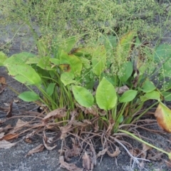 Alisma plantago-aquatica at Tharwa, ACT - 29 Jan 2017