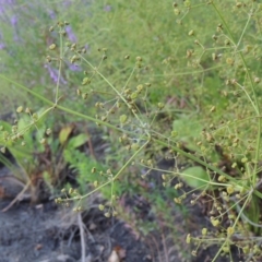 Alisma plantago-aquatica at Tharwa, ACT - 29 Jan 2017