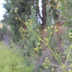 Alisma plantago-aquatica at Tharwa, ACT - 29 Jan 2017