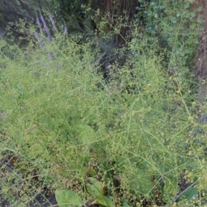 Alisma plantago-aquatica at Tharwa, ACT - 29 Jan 2017