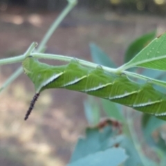 Psilogramma casuarinae (Privet Hawk Moth) at Isaacs, ACT - 30 Jan 2017 by Mike