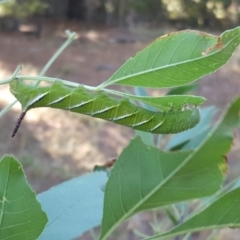 Psilogramma casuarinae at Isaacs, ACT - 30 Jan 2017