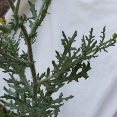 Senecio bathurstianus (Rough Fireweed) at Isaacs, ACT - 29 Jan 2017 by Mike