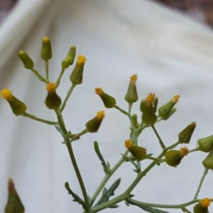 Senecio bathurstianus at Isaacs, ACT - 30 Jan 2017