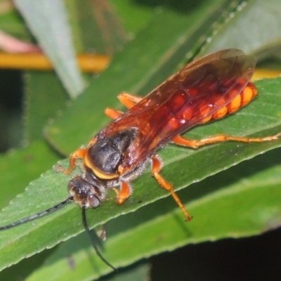 Thynnus zonatus (Native Flower Wasp) at Point Hut to Tharwa - 29 Jan 2017 by michaelb