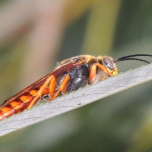 Thynnus zonatus at Paddys River, ACT - 29 Jan 2017