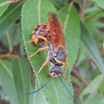 Thynnus zonatus (Native Flower Wasp) at Paddys River, ACT - 29 Jan 2017 by michaelb