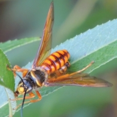 Thynnus zonatus at Paddys River, ACT - 29 Jan 2017