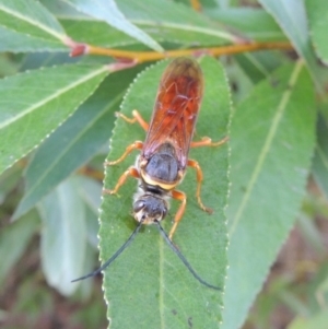 Thynnus zonatus at Paddys River, ACT - 29 Jan 2017