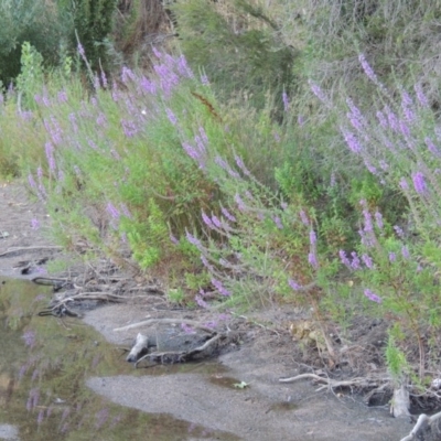 Lythrum salicaria (Purple Loosestrife) at Point Hut to Tharwa - 29 Jan 2017 by michaelb