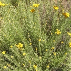 Chrysocephalum semipapposum (Clustered Everlasting) at Kambah, ACT - 18 Dec 2010 by MatthewFrawley