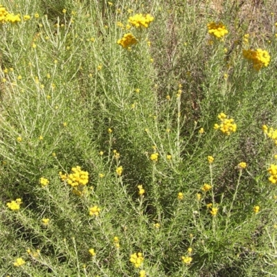 Chrysocephalum semipapposum (Clustered Everlasting) at Kambah, ACT - 19 Dec 2010 by MatthewFrawley