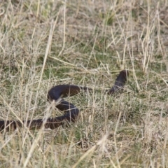 Pseudonaja textilis (Eastern Brown Snake) at The Pinnacle - 15 Sep 2012 by AlisonMilton