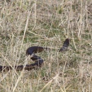 Pseudonaja textilis at Dunlop, ACT - 15 Sep 2012 03:07 PM