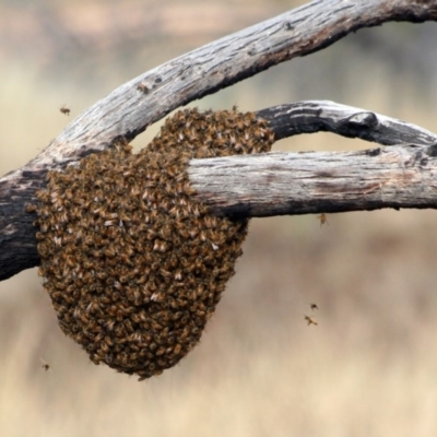 Apis mellifera (European honey bee) at Hawker, ACT - 6 Apr 2008 by Alison Milton