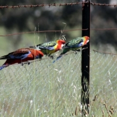 Platycercus eximius (Eastern Rosella) at The Pinnacle - 26 Oct 2013 by Alison Milton