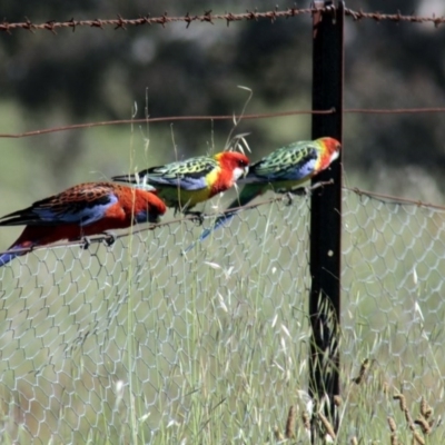 Platycercus eximius (Eastern Rosella) at The Pinnacle - 26 Oct 2013 by Alison Milton