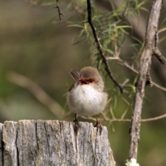 Malurus cyaneus (Superb Fairywren) at The Pinnacle - 16 Aug 2014 by Alison Milton