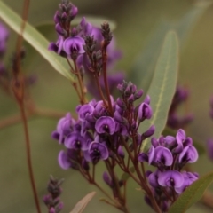 Hardenbergia violacea (False Sarsaparilla) at Hawker, ACT - 16 Aug 2014 by AlisonMilton