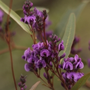 Hardenbergia violacea at Hawker, ACT - 16 Aug 2014 01:07 PM