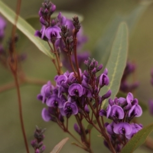 Hardenbergia violacea at Hawker, ACT - 16 Aug 2014